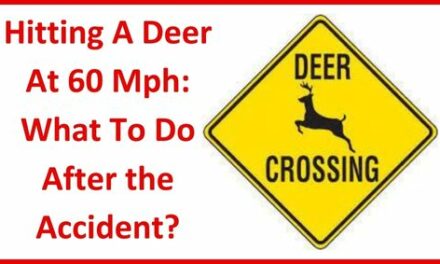 Hitting A Deer At 60 Mph: What To Do After the Accident?
