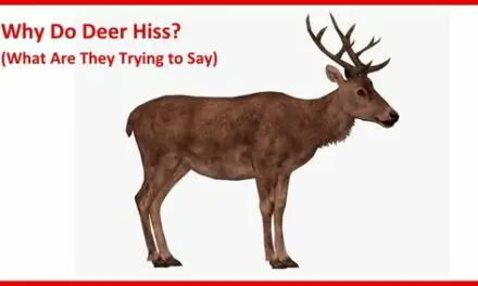 Why Do Deer Hiss? (What Are They Trying to Say)