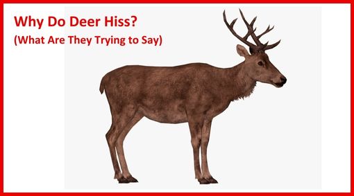 Why Do Deer Hiss?